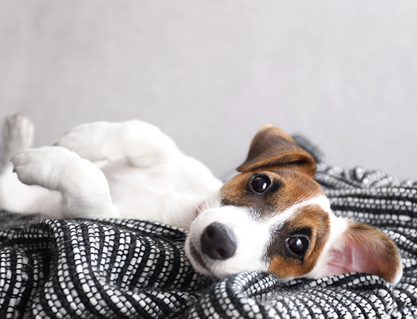 Pet Friendly Apartments for rent